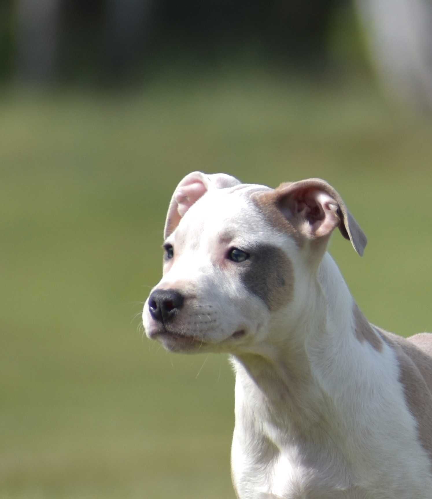American Staffordshire Terrier, Amstaff - po Ch - ZKwP, FCI suczka
