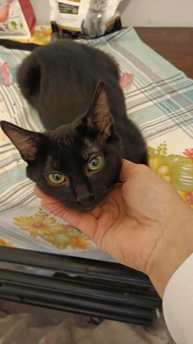 Gatinhos bebes para adoção responsável