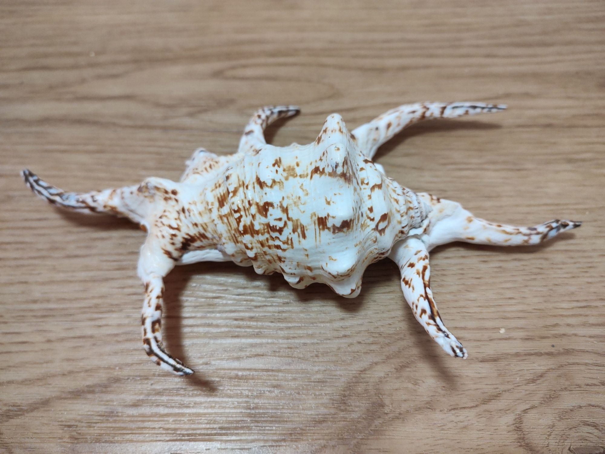 Ракушка большая из южных морей