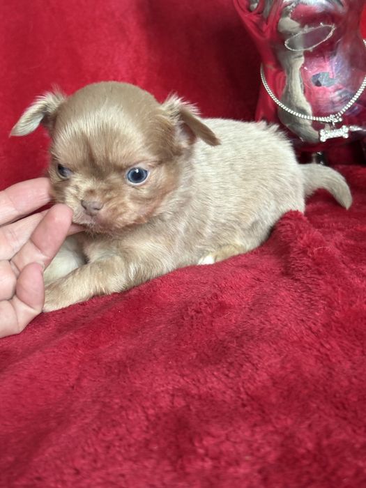 **Malutki rudzielaszek**