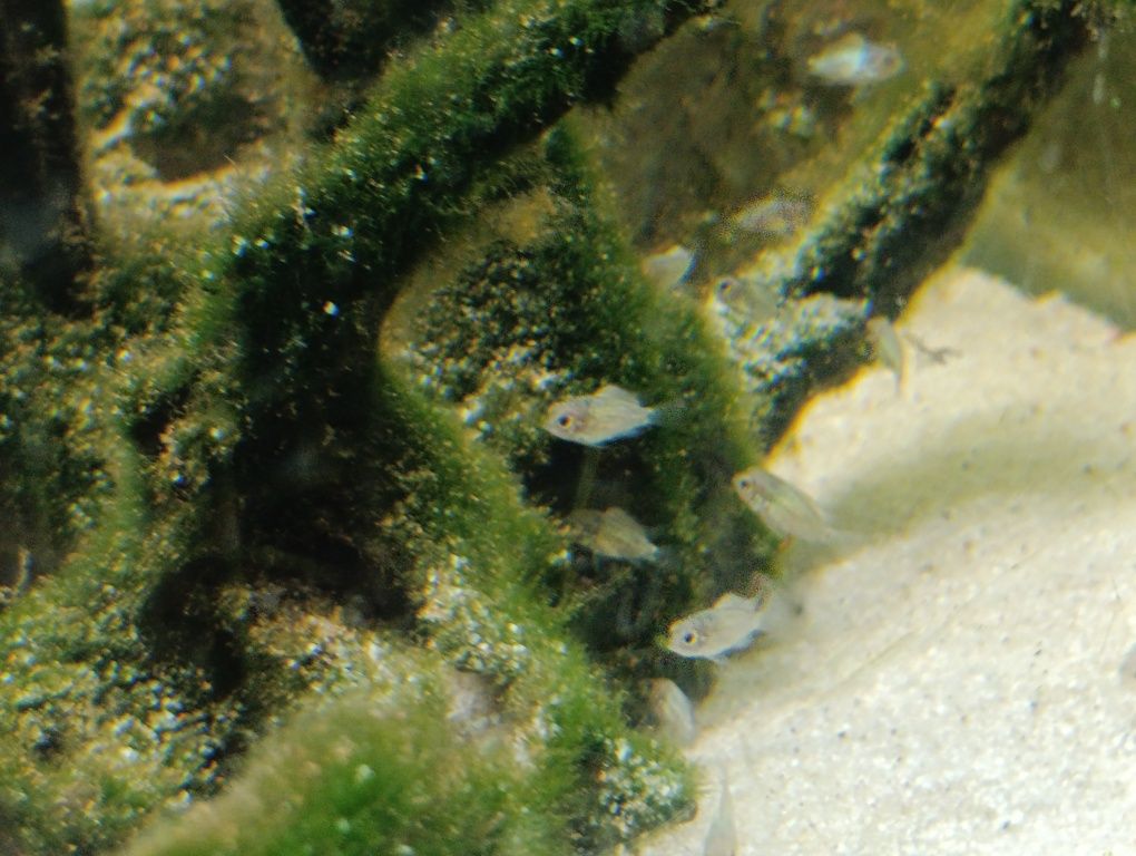 Ciclídeos americanos Electric Blue Acara (Andinoacara Pulcher)