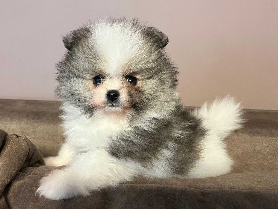Pomeranian- przepiękna  sunia