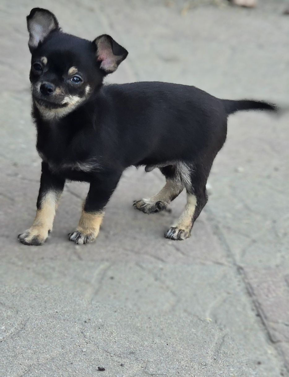 Chihuahua piesek