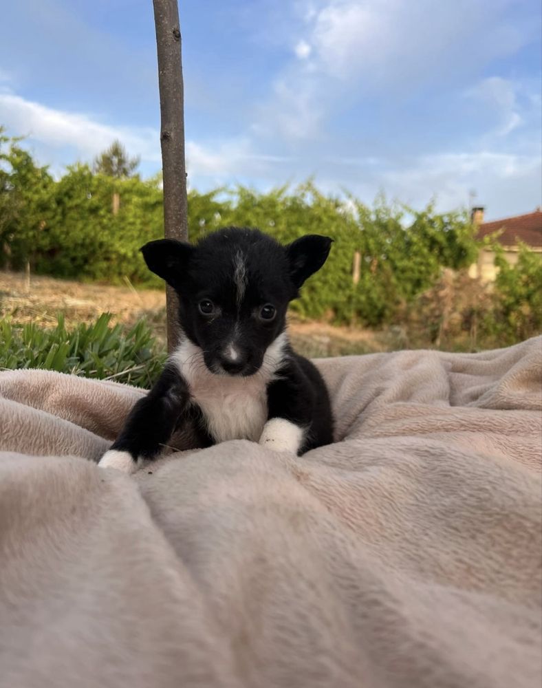 Bebés para adoção