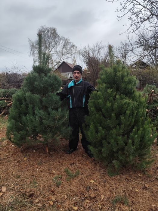 Новогодние сосни  ёлки оптом Тільки ОПТ