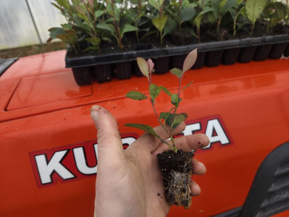 Sadzonki Głogownik Photinia Redrobin multiplat 104 szt
