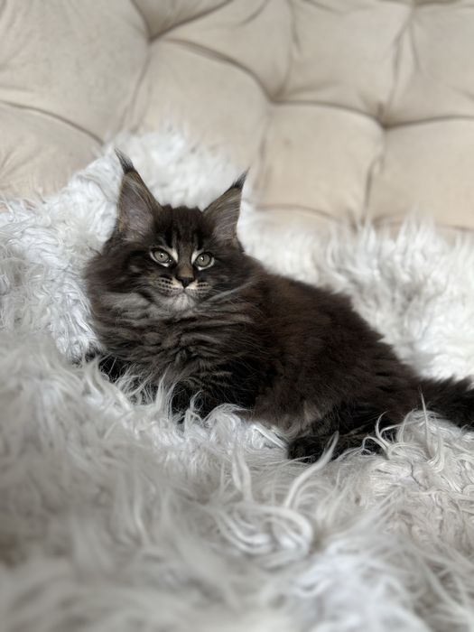 Maine Coon - kotka