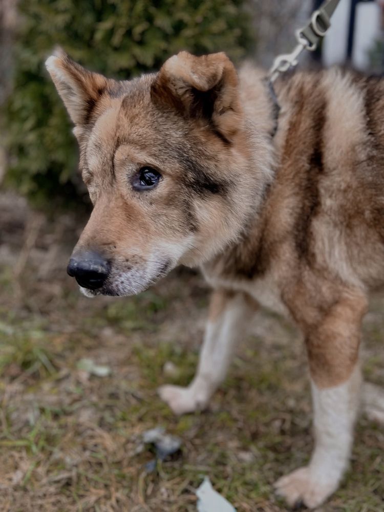 Rambuś do adopcji szuka domu