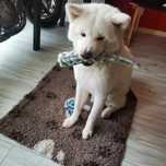 Pies rasowy, Akita