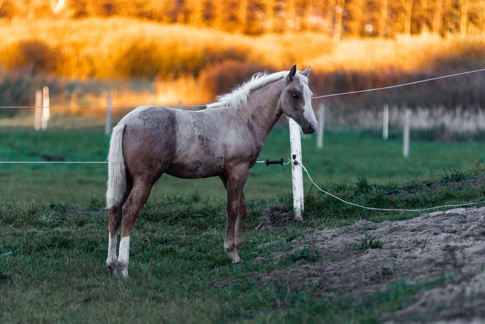 Ogierek AQH najlepsze reining pochodzenie