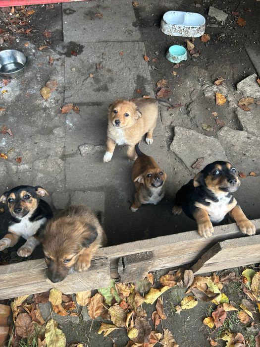 Oddam pieski do dobrego domku