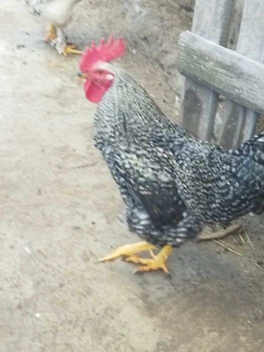 Обмін на бараболю різну моїх півнів, на зерно, крупи, курочок, а тако