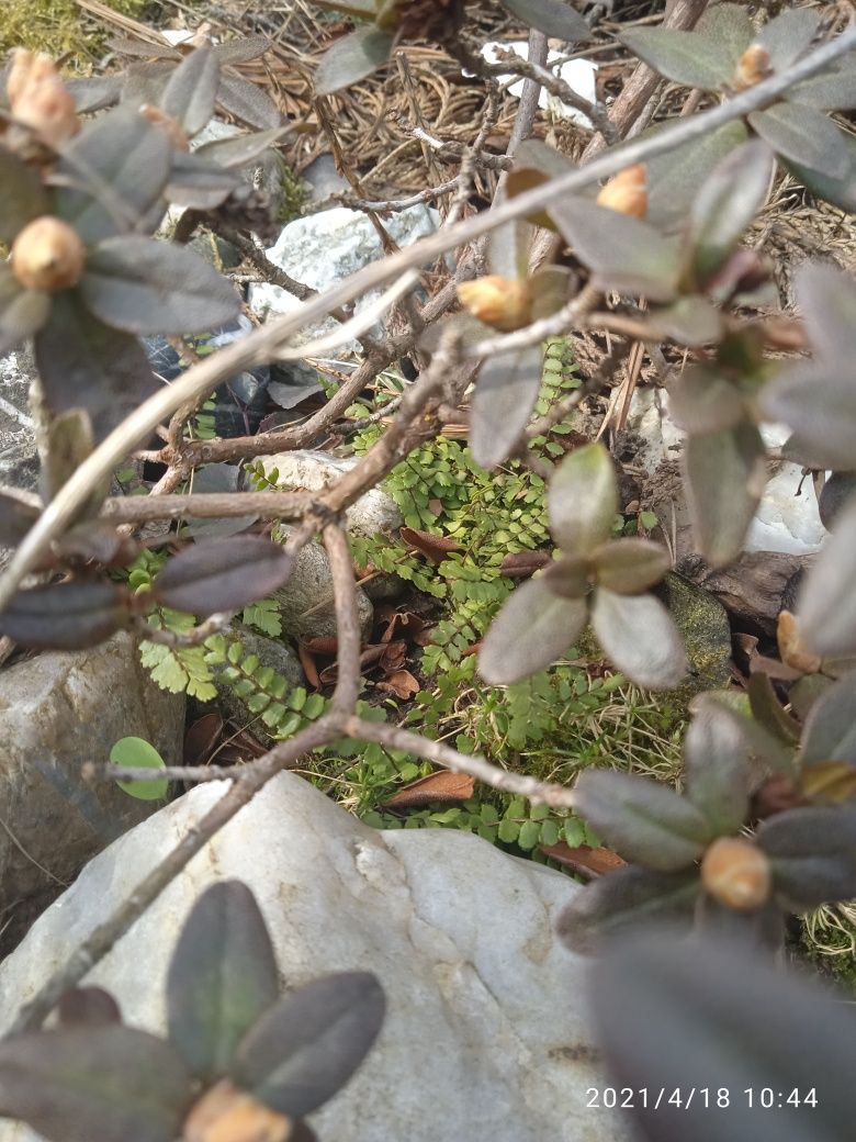 папороть карликова Asplenium trichomanes