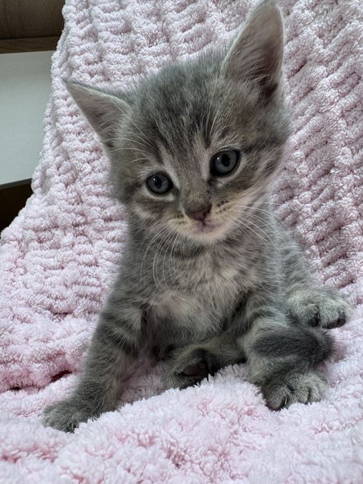 Шотландські скотіш-страйт прямовухі котики