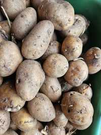 Sadzeniaki ziemniaki Gala