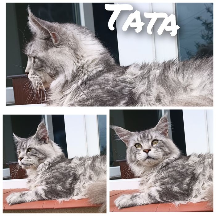 Maine coon kocurek srebrny rodowód FPL