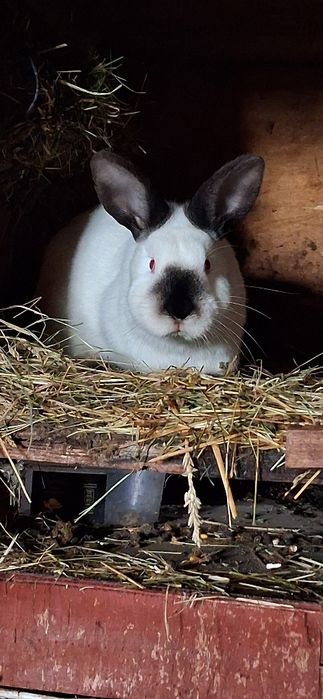 Króliki Kaliforniskie