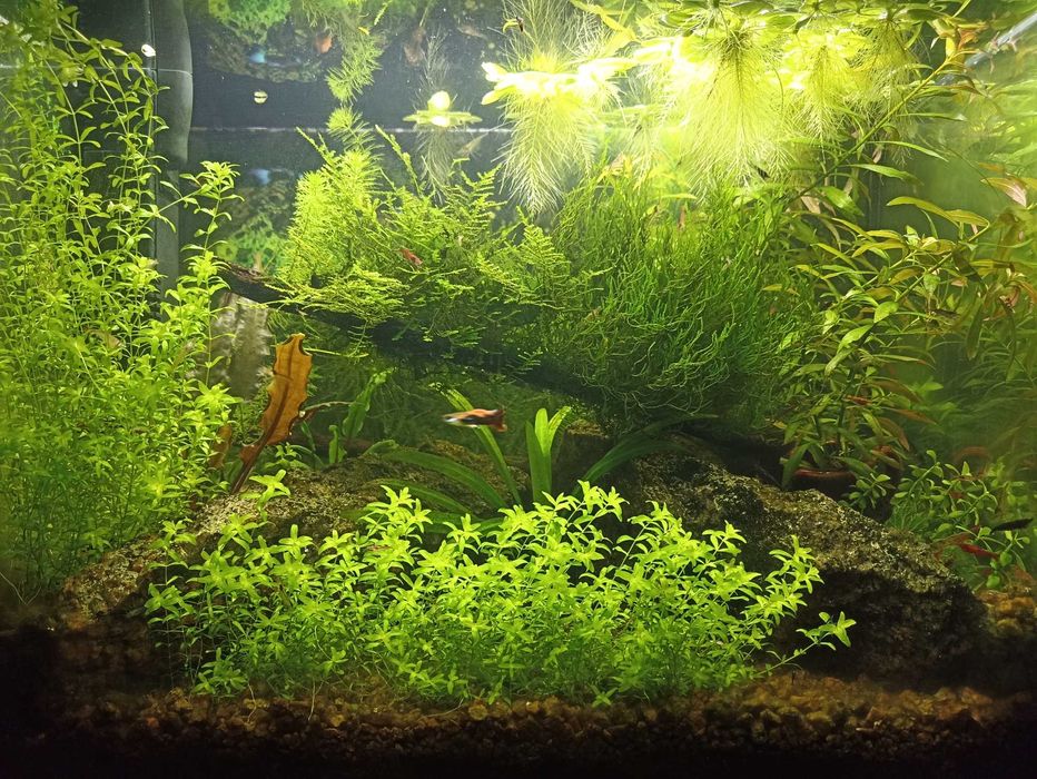 Акваріумні рослини та креветки