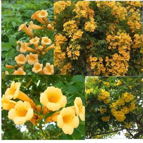 Milin Amerykański żółty sadzonki z gruntu