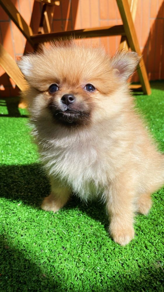 Lindo spitz laranjinha
