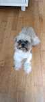 Suczka shih tzu ma 2 lata