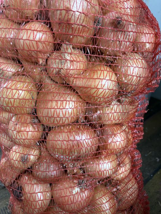 Картопля Буряк Цибуля Капуста