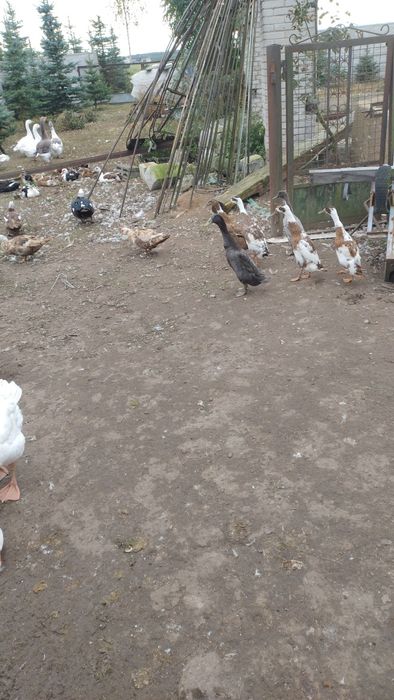 Gąski kaczki biegusy staropolskie pizmowe