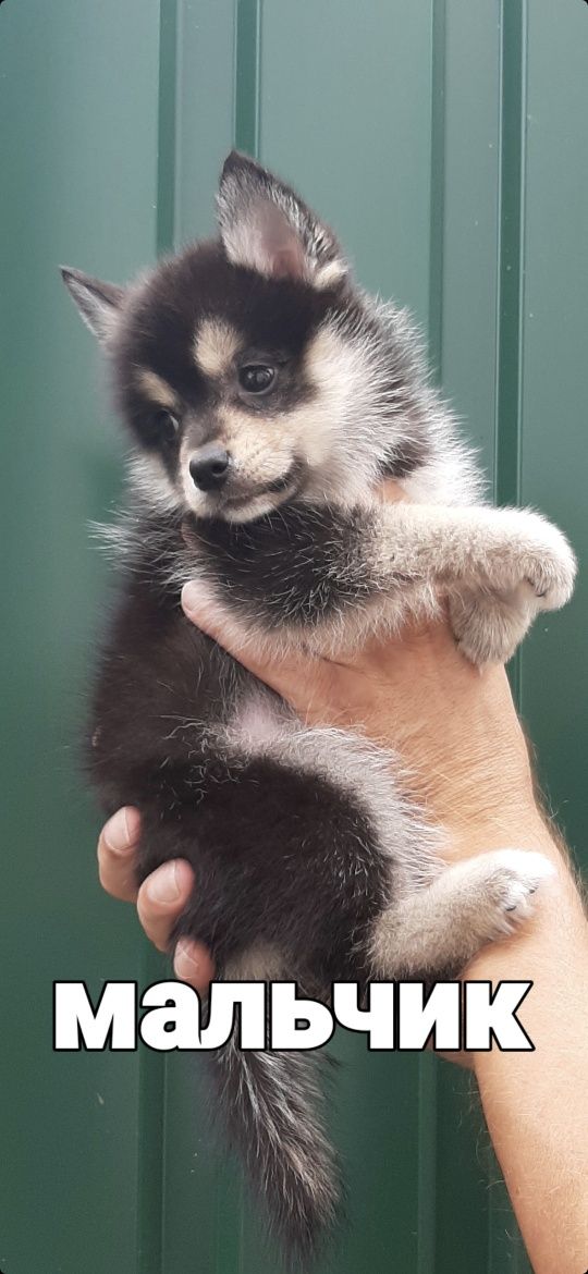 Щенки Помски ф2 Pomsky міні Хаски