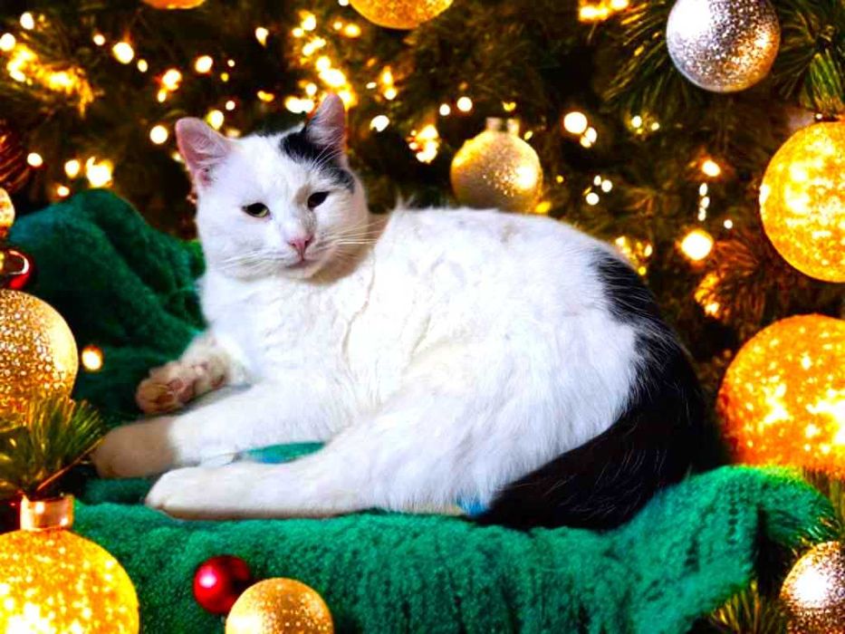 Leo kocurek szuka wspaniałego domku