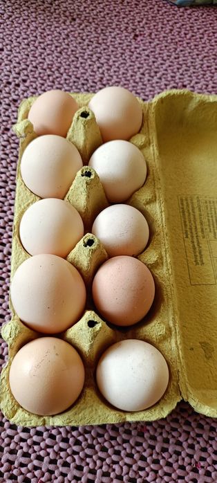 Jajka domowe  naturalne