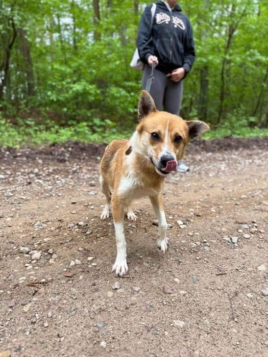 Cudowny Gazik szuka domu!