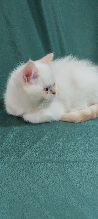 Блакитноокий котик