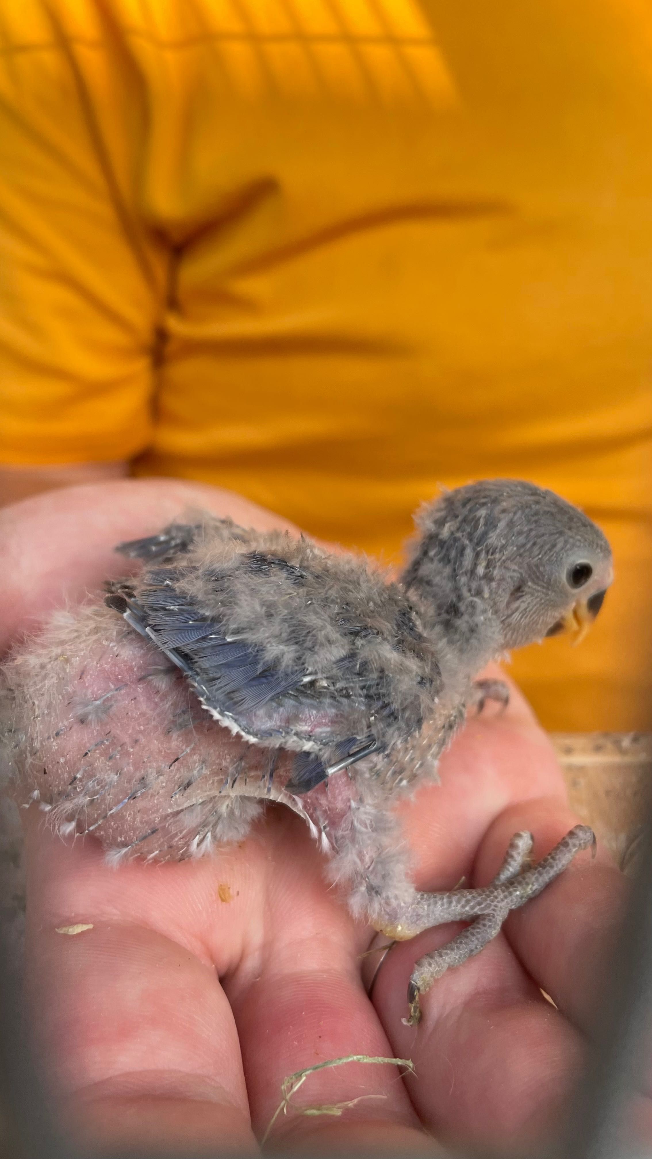 Agapornis para criar a mão