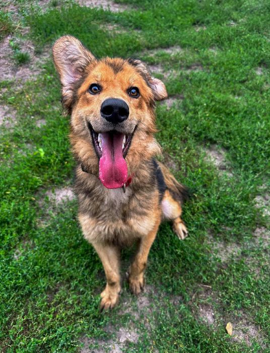 Oddam za darmo, do adopcji- Uroczy Mazi szuka domu