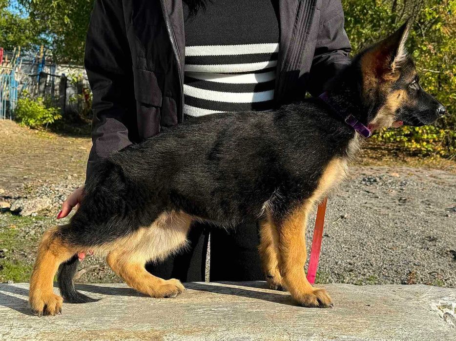 Цуценята німецької вівчарки