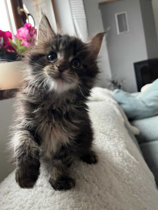 Kocurek XL Maine Coon n 23 linia shaded