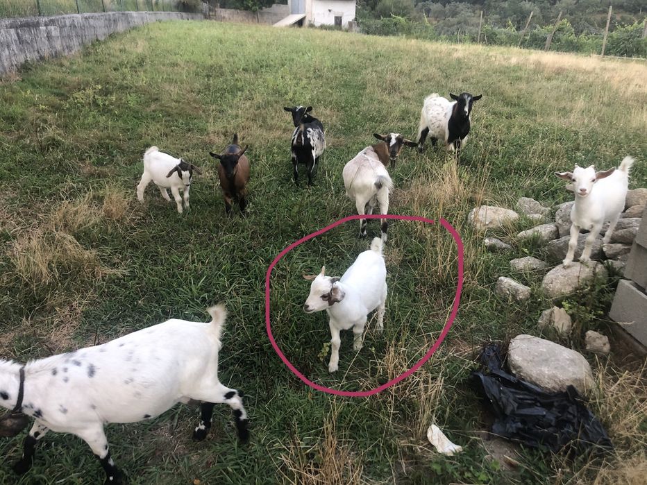 Cabrito anão 4 meses