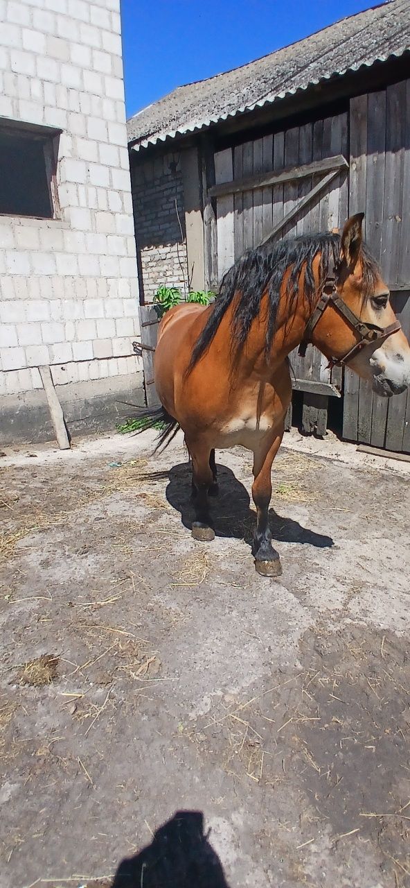 Sprzedam zrebice i ogierka