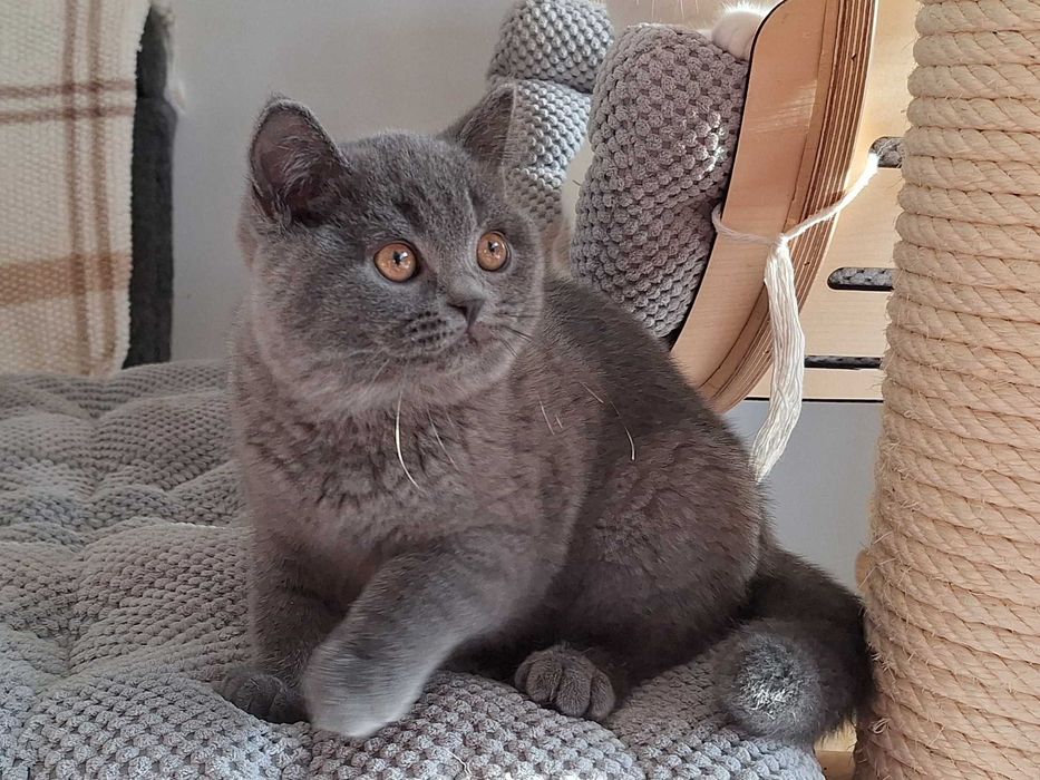 Piękny Kocurek Brytyjski Niebieski ARMANI Rodowód WCF