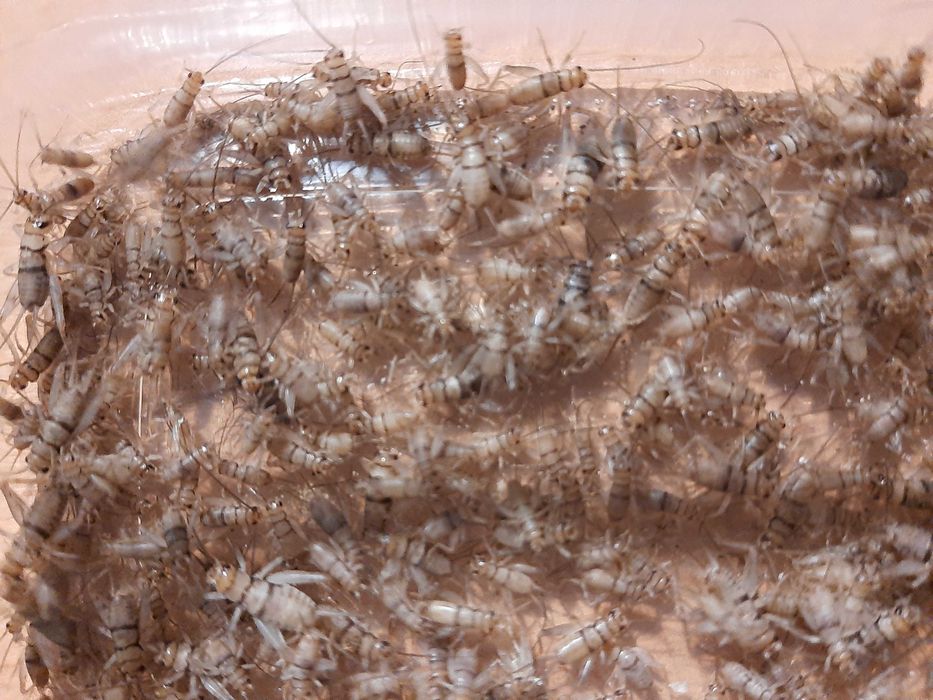 Świerszcze wylęg mix 5-7 mm 5 gramów Terrarium24 Lublin