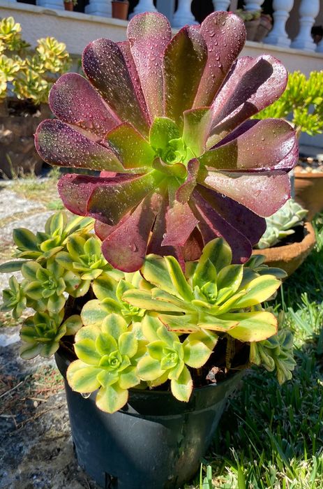 Suculentas aeonium vaso