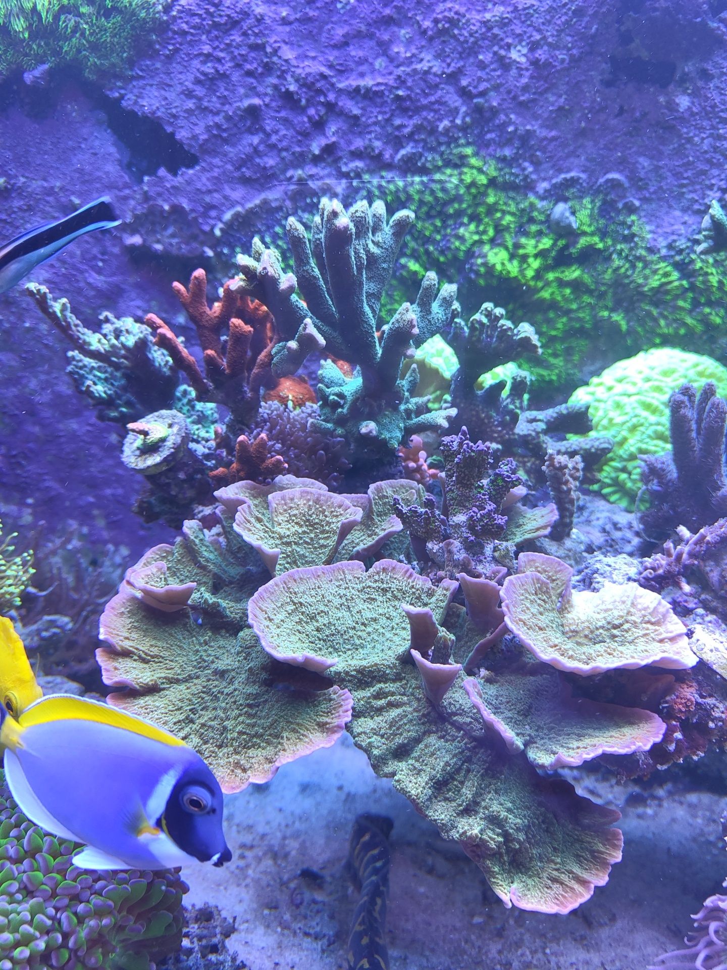 Montipora talerzowa zielona