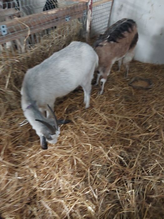 Sprzedam   zakocone kozy