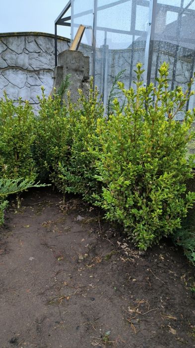 Самшит вічнозелений.