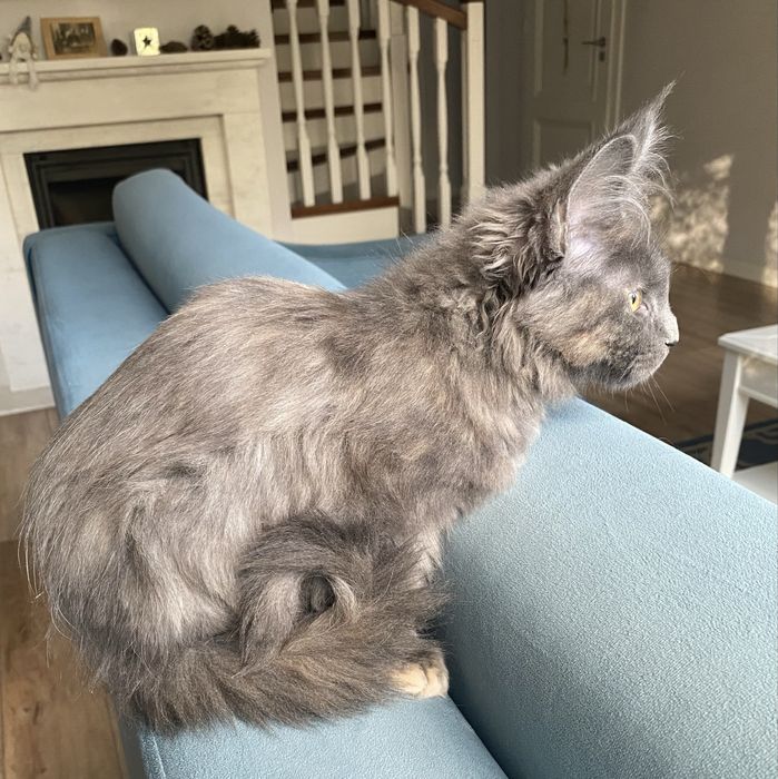Blue cream kotka maine coon EXTASY Enklawa*PL