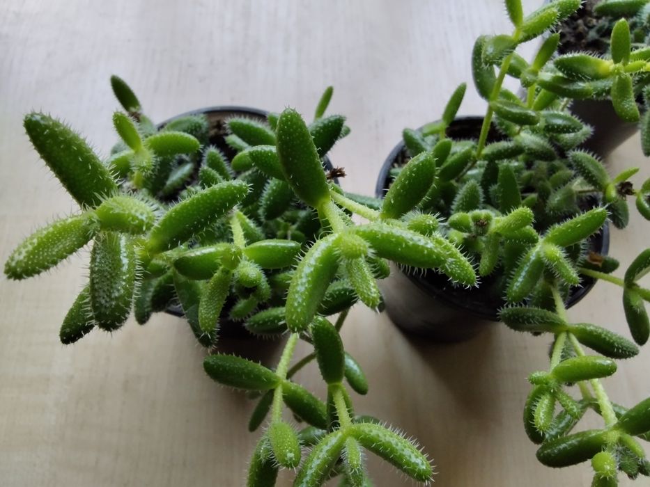 Суккуленты. Продаю свои излишки