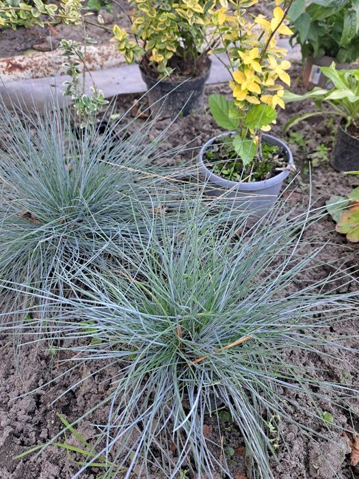 Sprzedam Sadzonki Traw