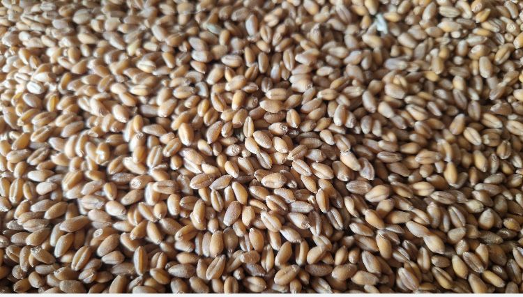 Пшениця для посіву