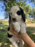 Cocker spaniel angielski piesek
