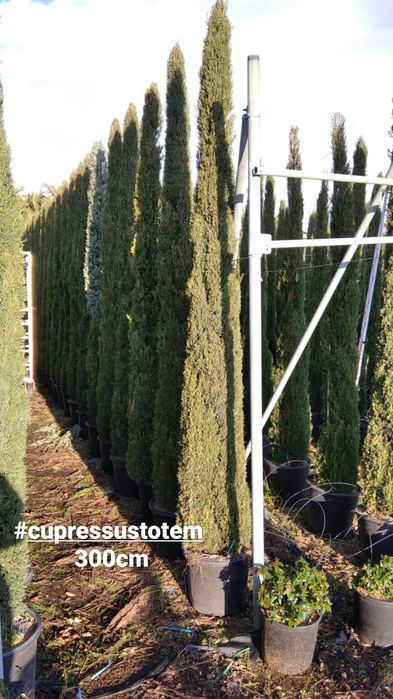 Cupressus Totem 100CM-150CM-200CM- 300CM-400CM